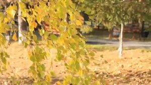 Лечение и отдых в санатории "Сосновый бор"