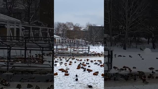 Московский зоопарк зимой