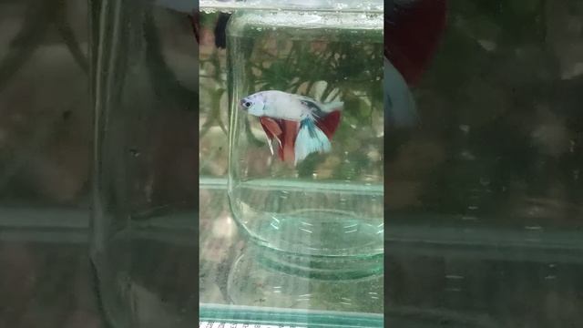 Халф Мун Кои ПРЕМИУМ КЛАССА бойцовая рыбка Betta splendens Сиамский Петушок редкая рыба    2021