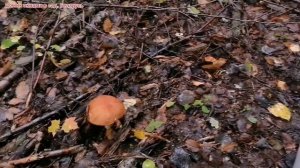 Картошка 2021/Сушу грибы в русской печи.(51)