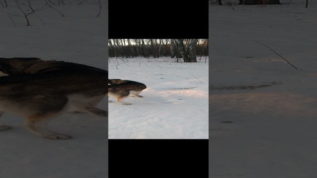 Этой собаке не помеха замерзший снег