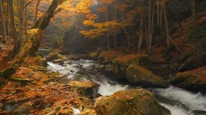 Осенний лес - Звуки реки - Расслабляющее видео природы - Белая вода