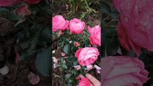 роза йеллоу Чарльз Остин и другие