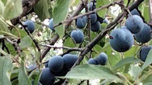 Поспела слива Терновка.