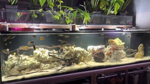 Аквариум на 1000 литров с цихлидами 🐟🐠🐟🐠🐟