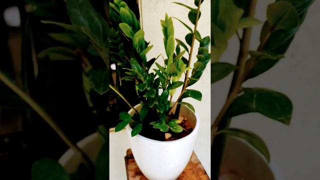 Botnical name- Zamioculcas zamiifolia.Common name- Zz plant (indoor semi shaded plant, Air purifier