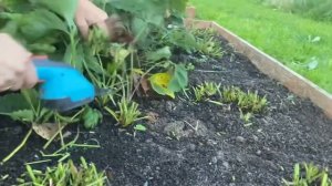 Как быстро обрезать листья у клубники...