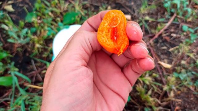 11.08.2021г. Абрикос "Робада" (Robada). смотреть онлайн