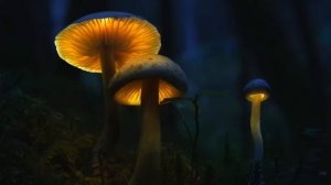 PSYCHEDELIC TALES | Mushroom Trip Report 2 (Alex Grey, Terence Mckenna, Sync) | PSILOCYBE CUBENSIS