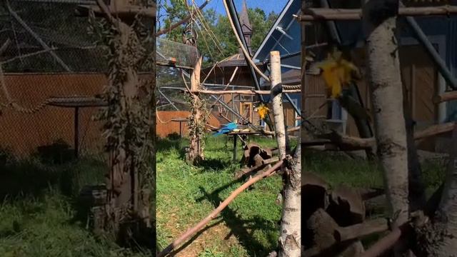 Немецкий зоопарк в Калининграде