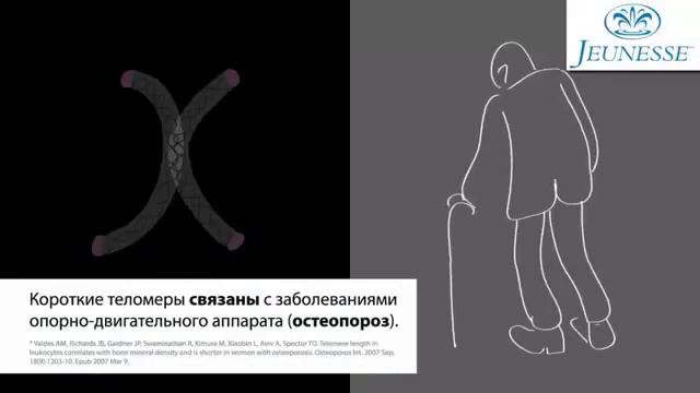 Теломеры и теломераза