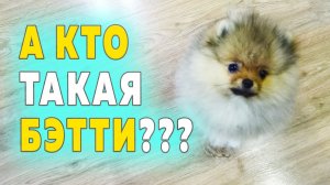 Щенкам шпица 84 дня – 12 недель. Какие титулы у родителей щенков. Шпиц Бэтти сестра Бэллы
