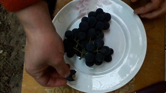 Ізабелла. Виноград, за яким легко доглядати.
