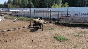 Романовские племенные бараны