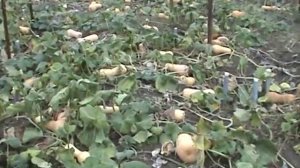 Тыква Матильда и Муск де Прванс