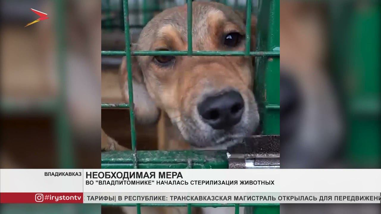 Во Владпитомнике началась стерилизация животных