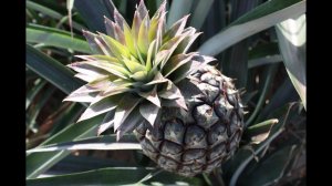 Укореняем АНАНАС, моя правда