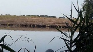 Crow hunting.И снова чайки. Кроухантинг . Охота на чаек с пневматикой PCP.