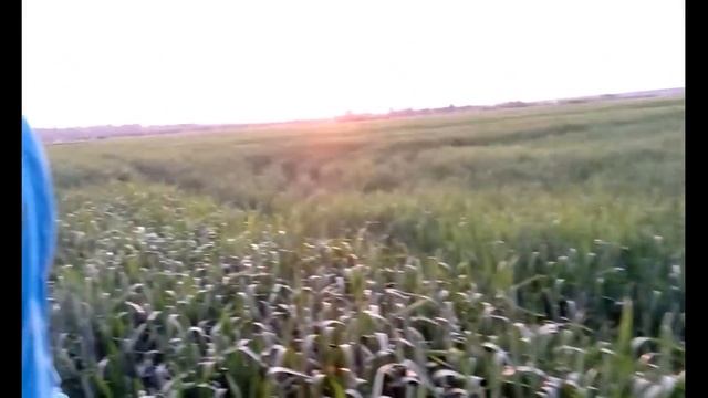 Пшеница выбрасывает колос. Проблема с подсолнечником.