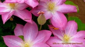 Клематис крупноцветковый Асао (clematis asao) ? Асао обзор: как сажать, саженцы клематиса Асао