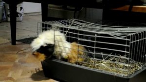 Морская свинка открывает клетку