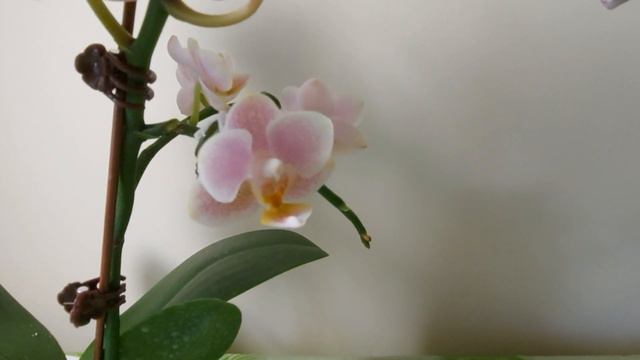 新方法养护的组合蝴蝶兰长势极好！The combination of Phalaenopsis is very good by new methods of conservation смотреть онлайн