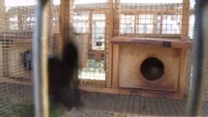 Разведение соболя в России