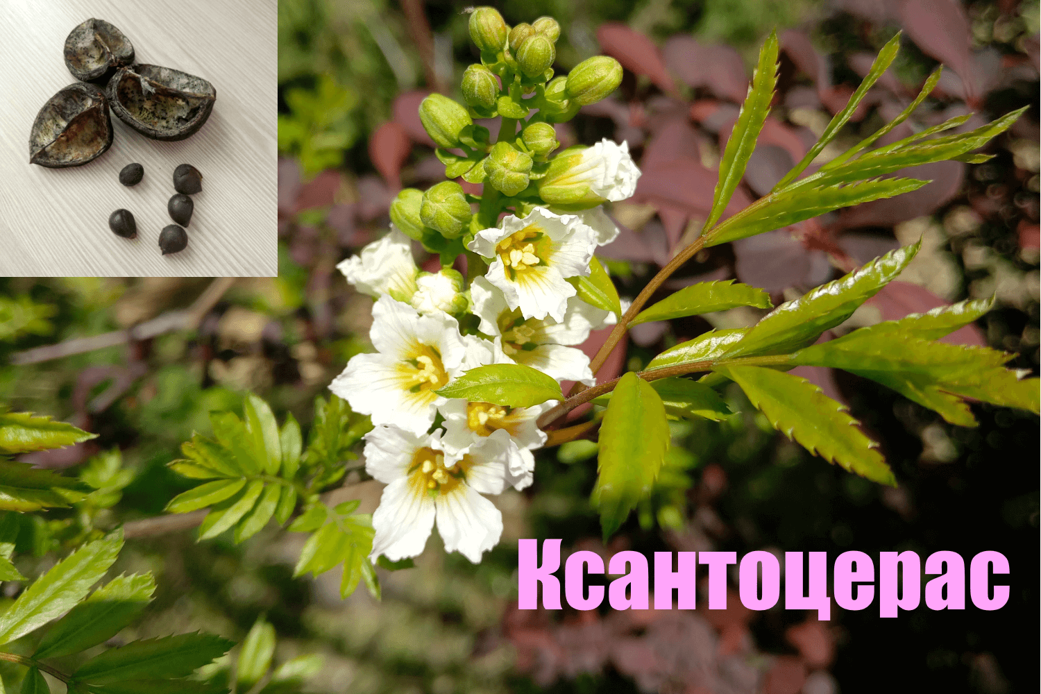 Ксантоцерас рябинолистный, Чекалкин орех. Посев семян (Xanthoceras Sorbifolium)