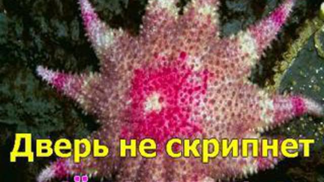 караоке ОДИНокая гармонь