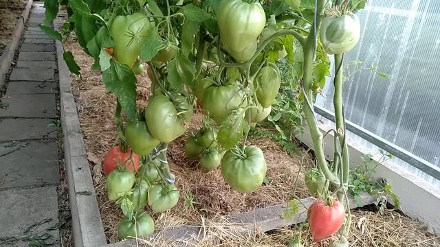 ?томат- сорт Робс? смотреть онлайн