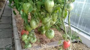 ?томат- сорт Робс?