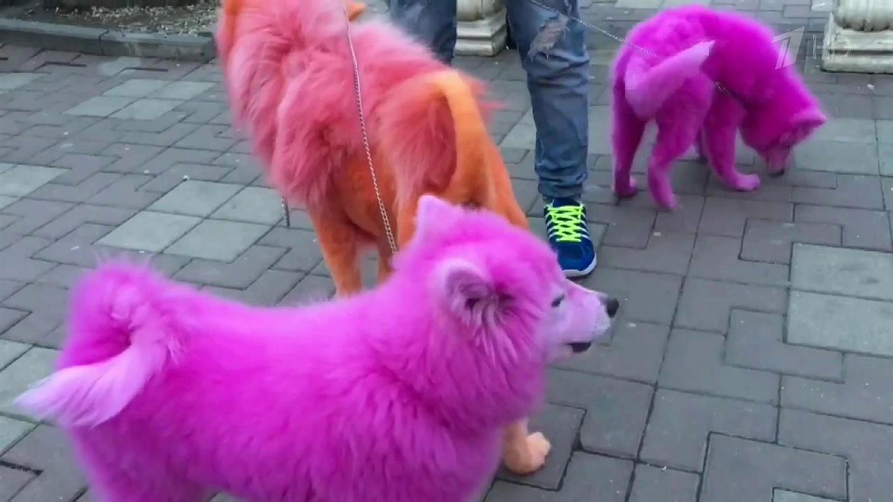 В Краснодарском крае в лесу нашли брошенных собак с окрашенной шерстью и пулевыми ранениями