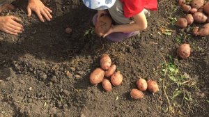 Сорт картофеля Уника на 20 августа 2022 года