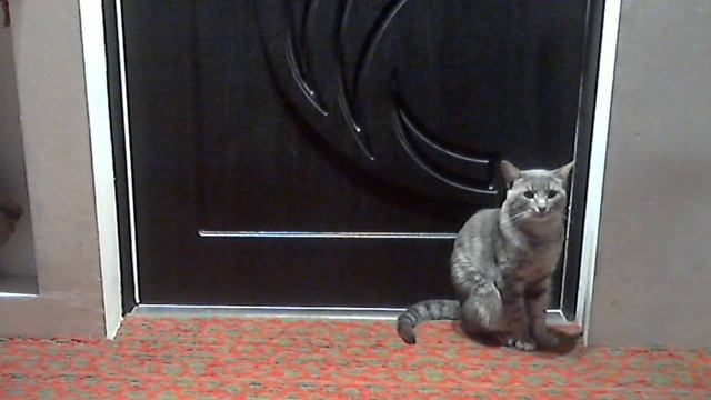 Шок 2016! Серый кот сидит и не двигается, но ЗАТЕМ...! вебкамера Logitech HD на примере видео смотреть онлайн