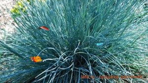 Молиния голубая (molinia caerulea) ? голубая молиния обзор: как сажать, рассада молинии
