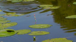 Река ПАХРА, Поплавочная удочка, Рыбалка. Fishing angeln la pesca câu cá memancing wędkarstwo 钓鱼