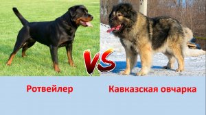 РОТВЕЙЛЕР VS КАВКАЗСКАЯ ОВЧАРКА