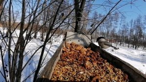 Весенние птахи на кормушке.mp4