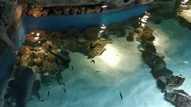 Кормление акул. Океанариум Крокус. смотреть онлайн