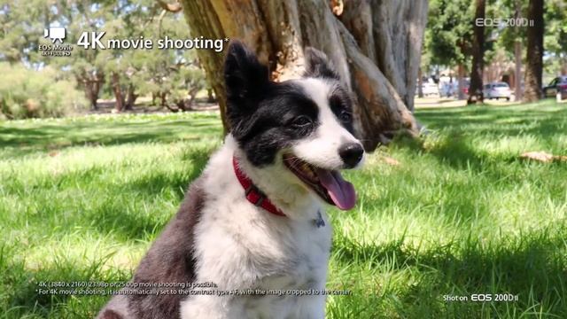 Nikon D5600 vs Canon 200D mark ii comparison which is best смотреть онлайн