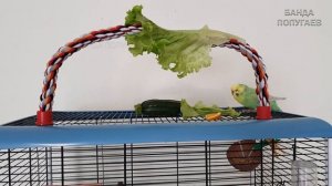 "Ты мой красавчик" ? Учим попугая говорить. Урок № 1 часть 2