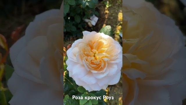 Роза крокус Роуз / rose Crocus rose