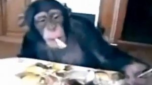Озвучка животных Курящие шимпанзе