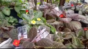 EPISCIA SILVER SHEEN, MY PRECIOUS, SILVER GREEN, HYBRID, dkk 💚💚💚💚