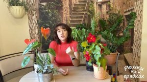 ТОП важных правил Уход зимой за комнатными растениями