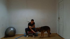 Дрессировка немецкой овчарки - занятие 2