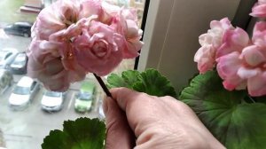 Пеларгонии Denise и Fischers Appleblossom. и Peppermint twist.