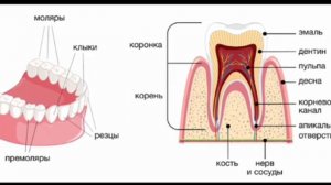 8 класс биология.Строение зубов. Абашидзе Георгий.8 Е