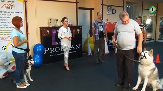 Собачья школа с Нюшей 29 выпуск смотреть онлайн