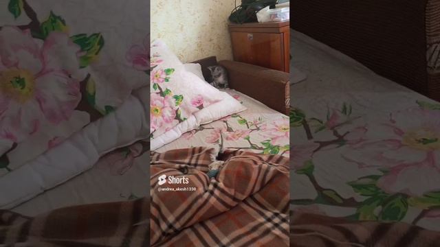 Моя маленькая питомица Тая. #кошки #котята #игрыкотят